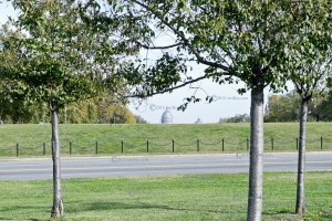 CD-Trees-02  