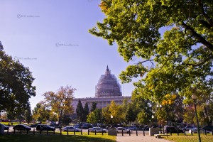 Congress-Fall-Trees  