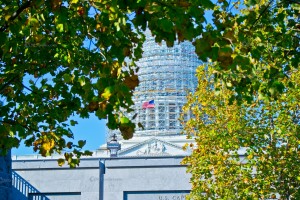 Congress-Flag-Trees2  