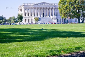 Creatuers on the Lawn  