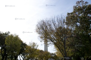 WM-Trees-1   